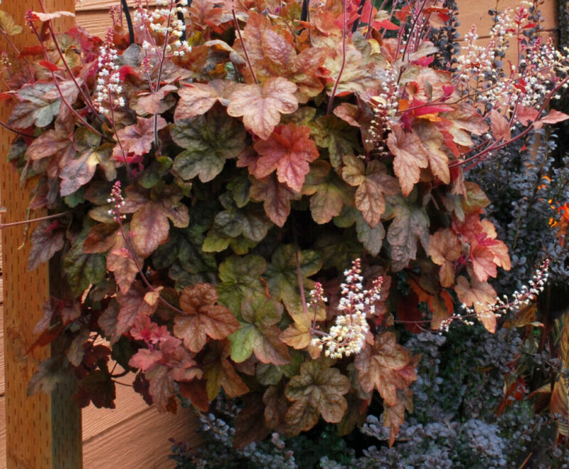 potted heucherella with reddish brown leaves