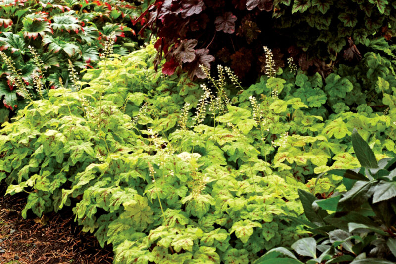 lime green colored heucherella plants in the landscape