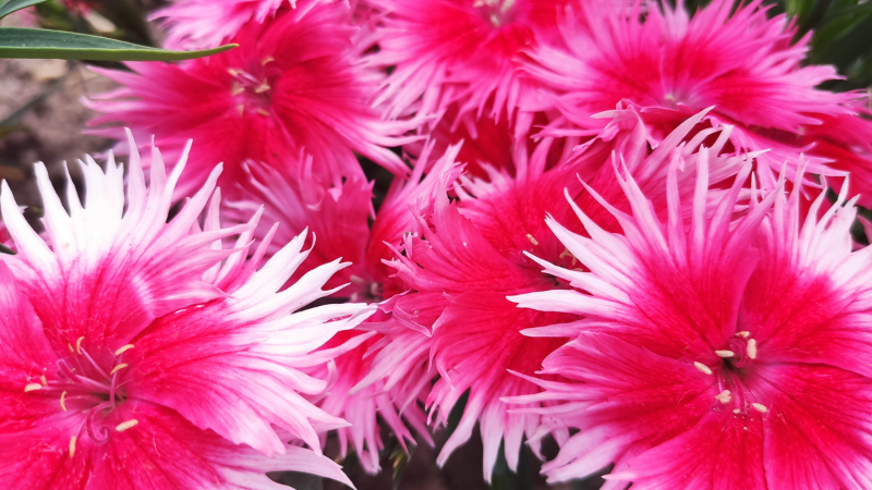 close up of bright pink dianthus flowers with lighter edges on petals