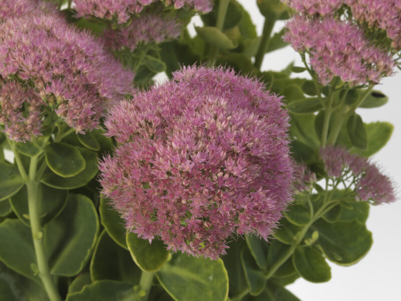 pink sedum flower clusters