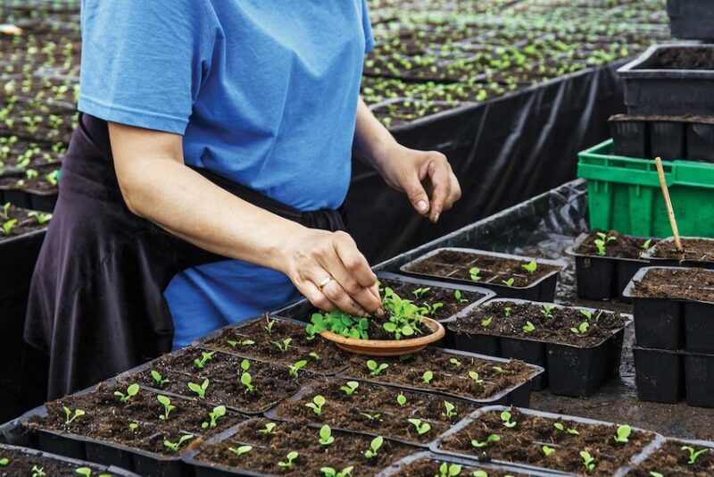 A person tending to small green plants over trays of soil
