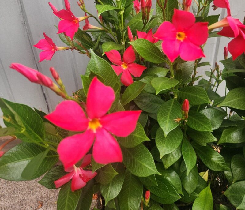 Dipladenia Sun Parasol FiredUp Coral from Suntory Flowers