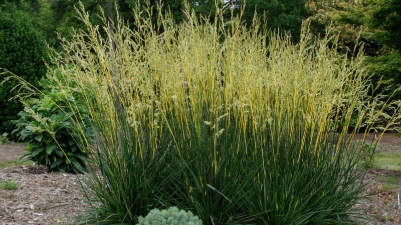 Festuca Glow Sticks from Concept Plants