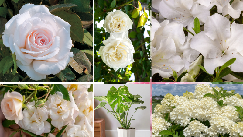 Garden Media Group shares Pantone Color of the Year plant picks in the color Cloud Dancer (white).