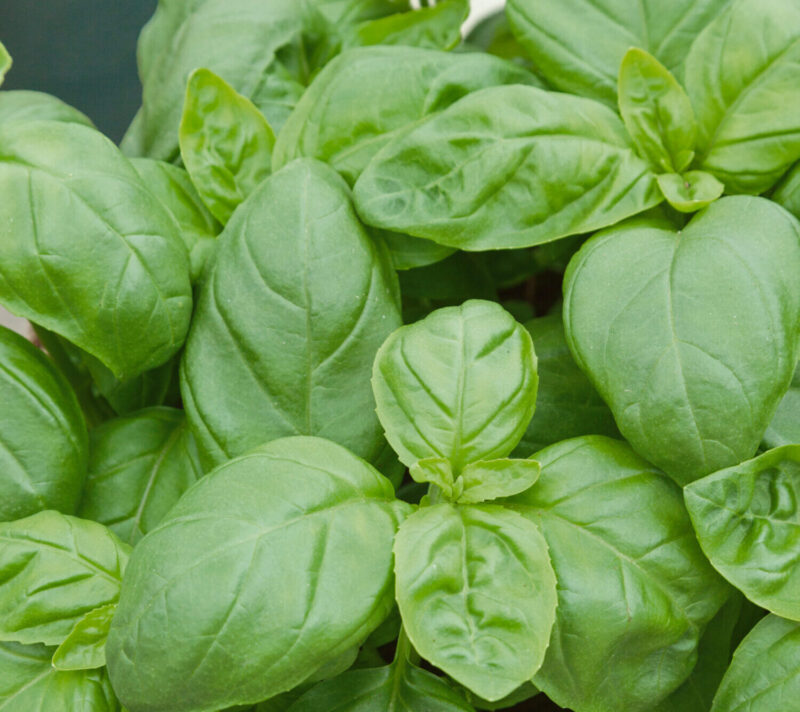 Basil Treviso from GardenGenetics and Seeds by Design