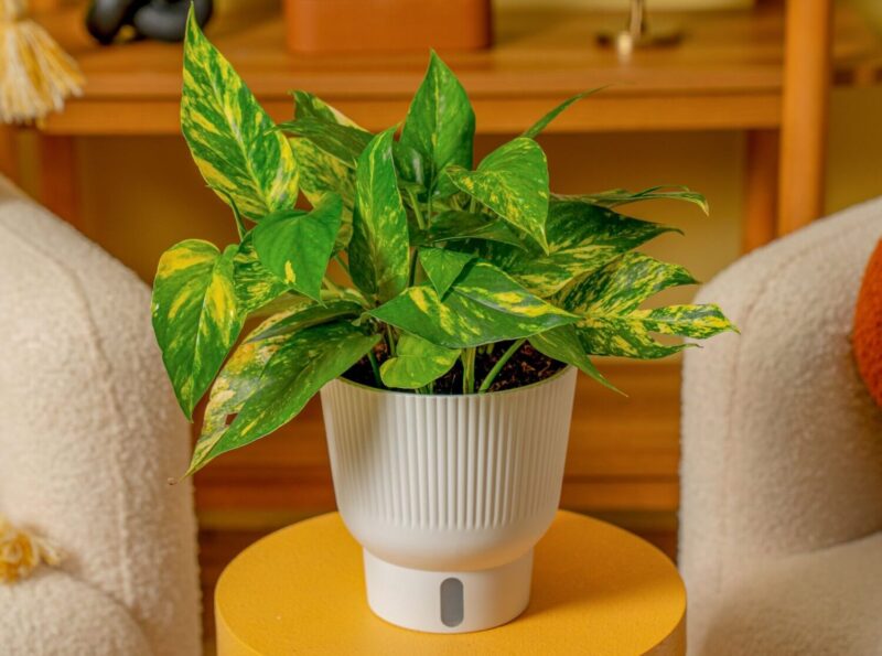 Pothos Yellow Sunrise from Costa Nursery