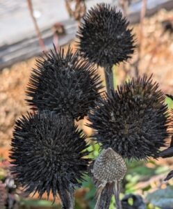 Echinacea purpurea cones in autumn, before and after seed fall in Northern Ontario, Canada.