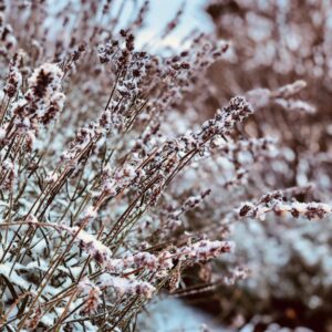 Lavandula angustfolia in winter provides height and texture in the landscape.