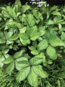 HELLEBORE ‘WINTER MOONBEAM’

Meridian Young Plants-JRT