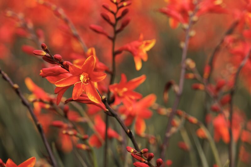 Crocosmia Dark Fire from Monrovia Nursery
