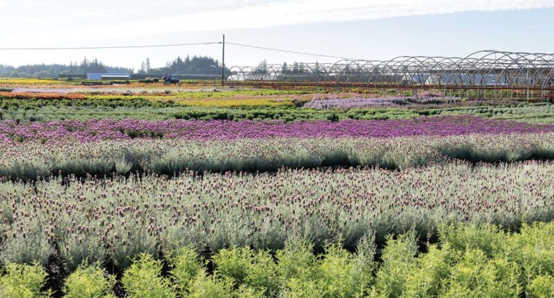 Large sections of potted lavender at a nursery