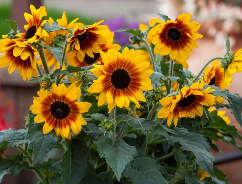 Sunflower Sunfinity Yellow-Red Bicolor from Syngenta Flowers
