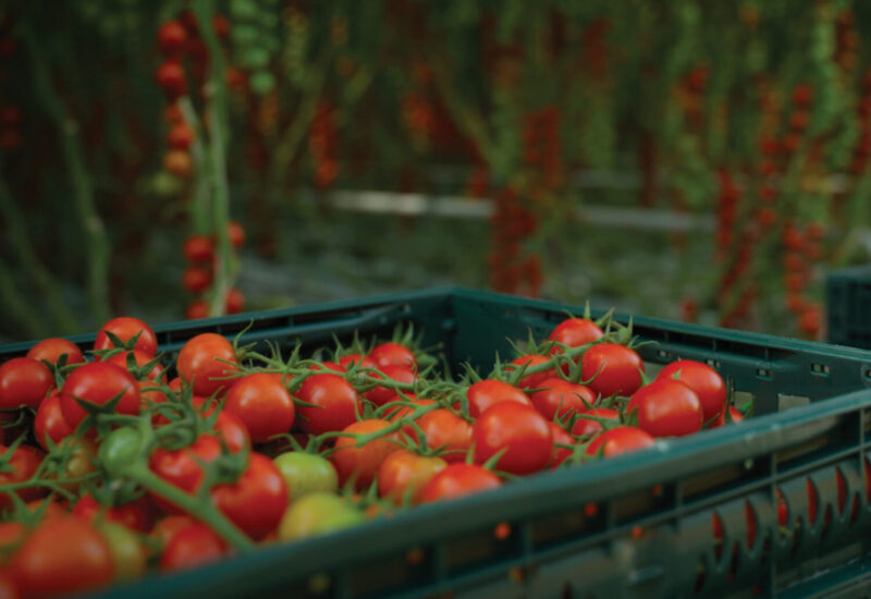 tomatoes on the vine fresh picked in a harvesting bin