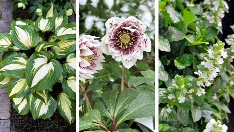 2026 Pantone Color of the Year inspired flowers