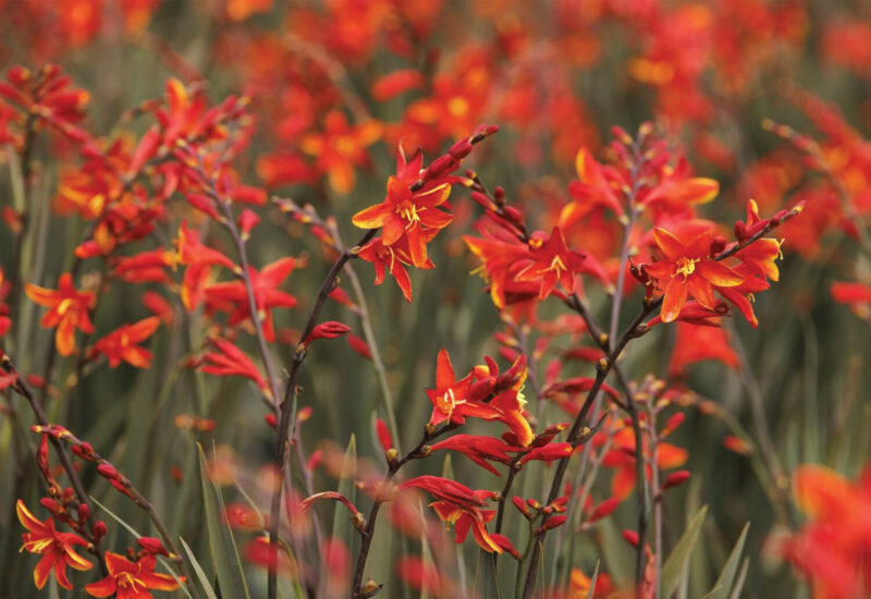 CROSOSMIA ‘DARK FIRE’