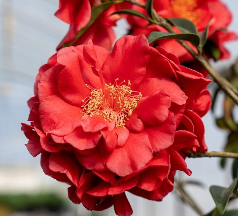 red camellia flower