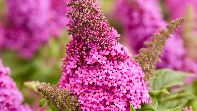 magenta colored buddleia flowers