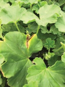 beginning symptoms of botrytis on a geranium leaf
