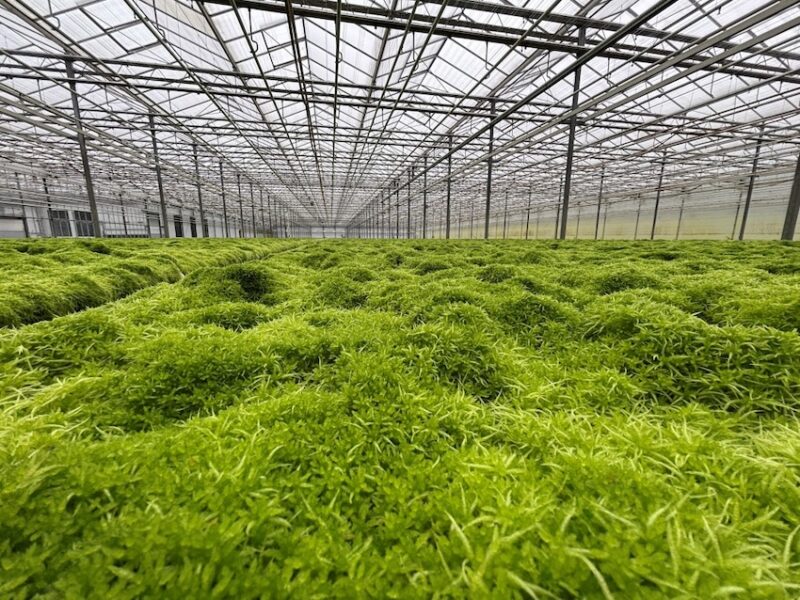 peat moss growing in a greenhouse