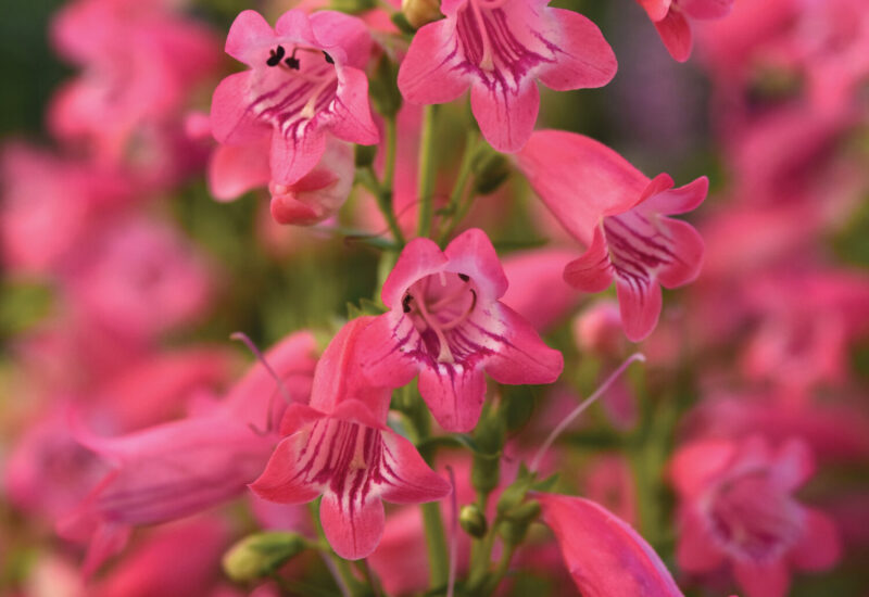 pink penstemon flowers