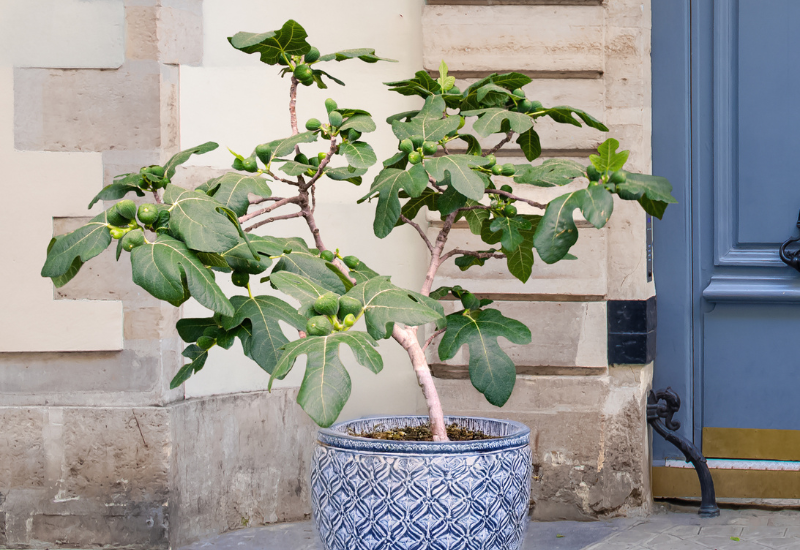 Potted fig tree with small fruits