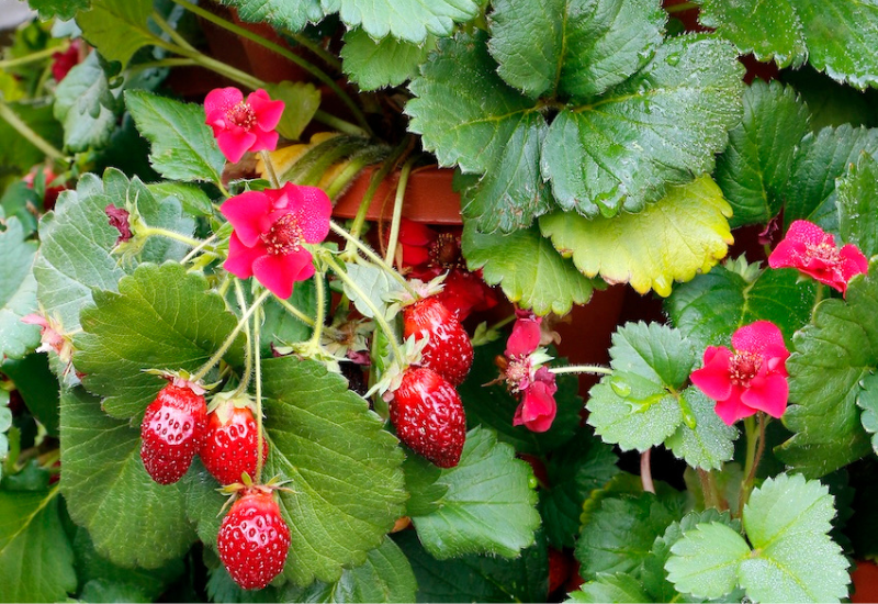 strawberry plant with fruit and flowers