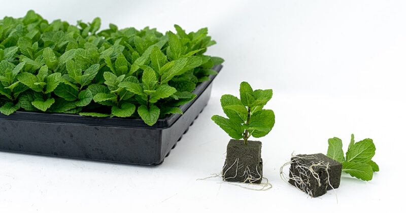 Small plants growing in a plug tray with Oasis growing foam substrate and 2 plugs pulled out to show the roots