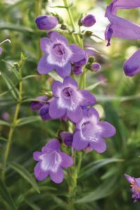 lavender penstemon flowers