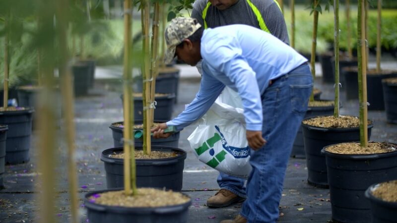 Person bending over potted trees in a plant nursery setting