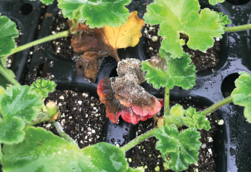 Gray, fuzzy mold visible to the naked eye on a geranium leaf
