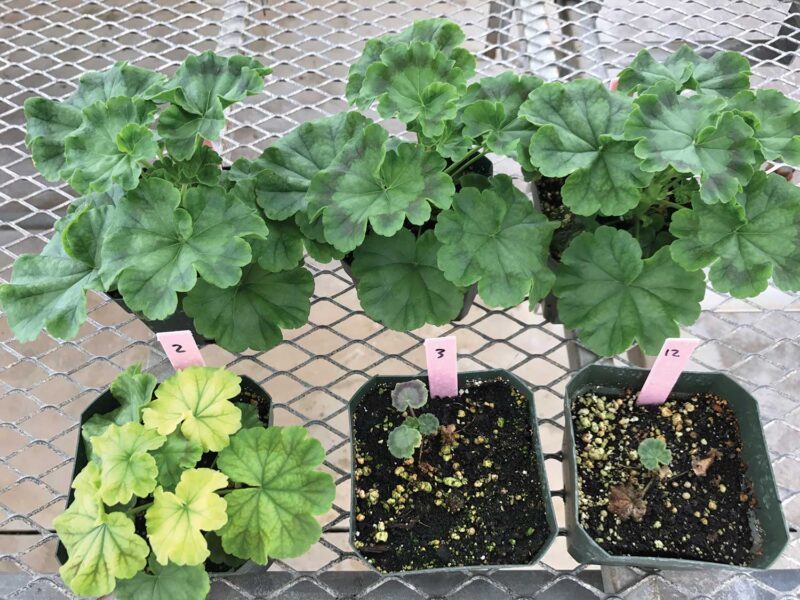 Pythium will invade plant wounds and tender tissue, quicklycompromising root systems and stems as seen in these geraniums