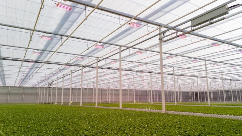 Philips LED toplighting force in greenhouse at Equinox Growers.