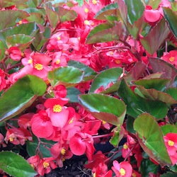 Begonia 'BIG Red Green Leaf' - Greenhouse Product News