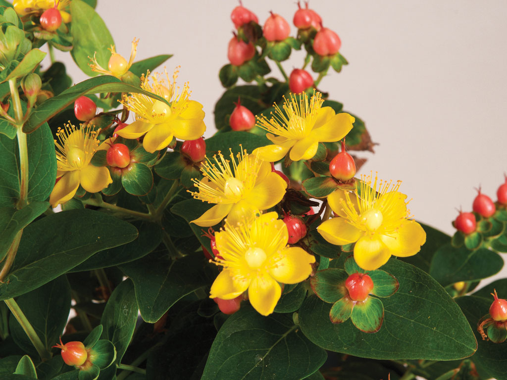perennial solutions: hypericum 'hypearls compact star