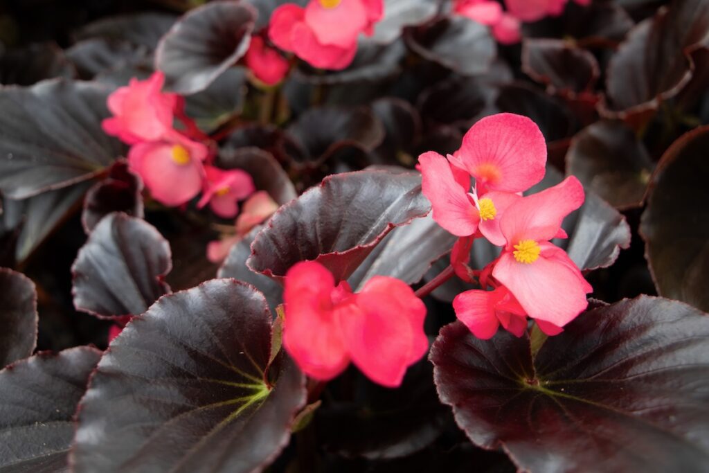 bright pink begonia flowers against dark burgundy foliage