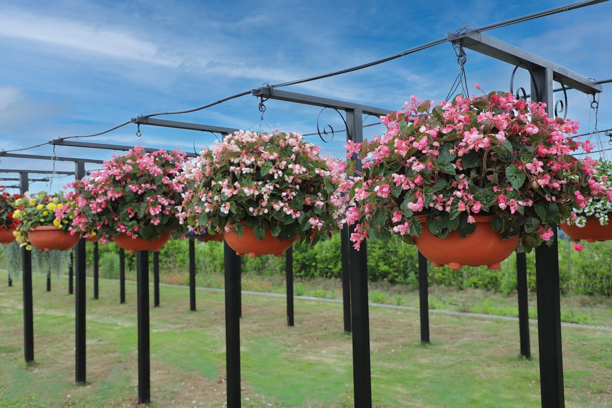 hanging baskets of begonias with pink flowers