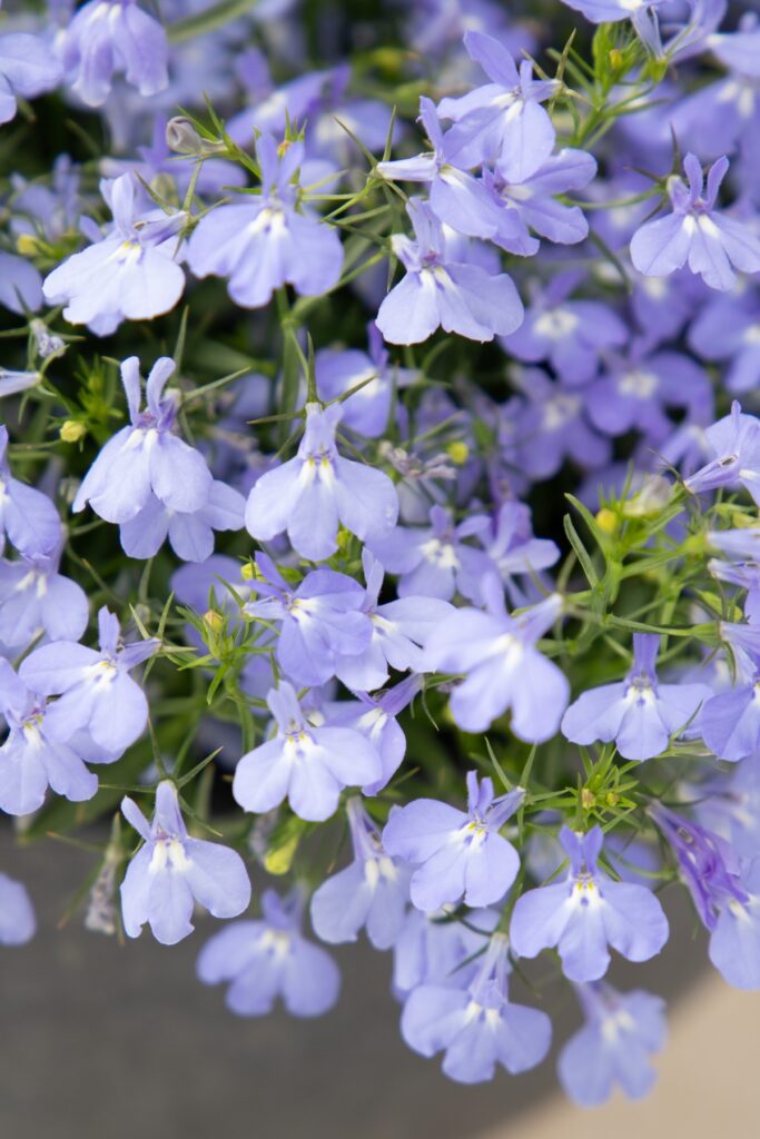 light purple lobelia flowers