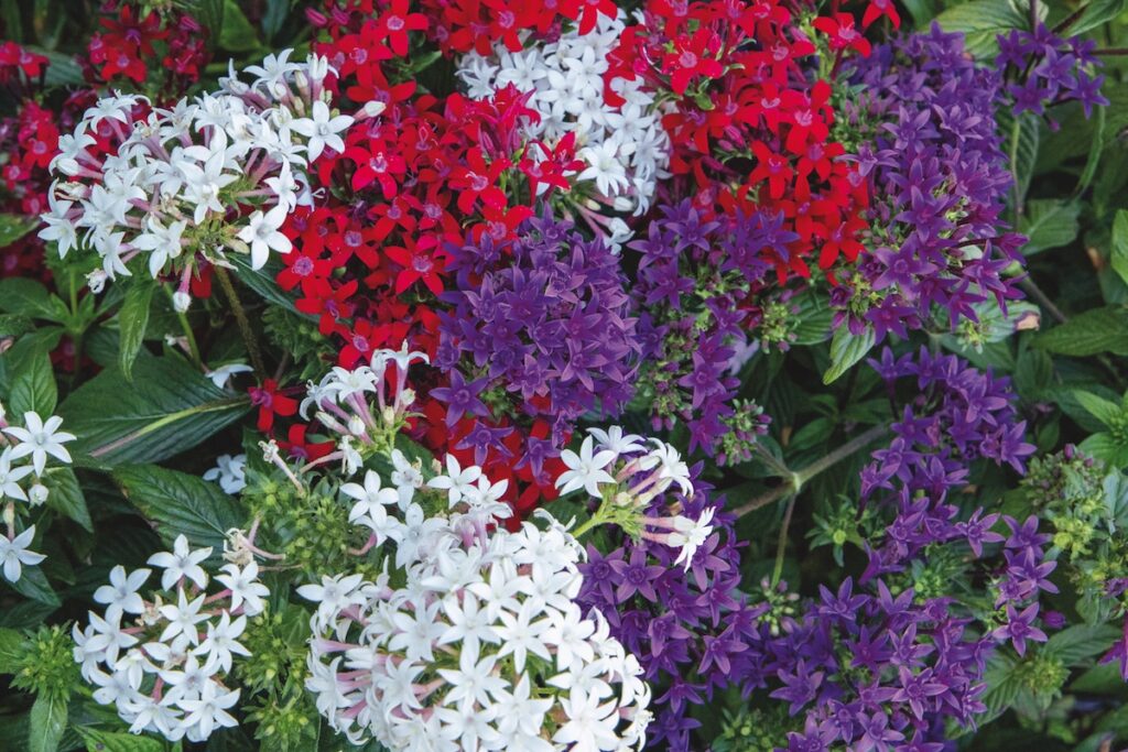 Red, white and purple/blue pentas flowers