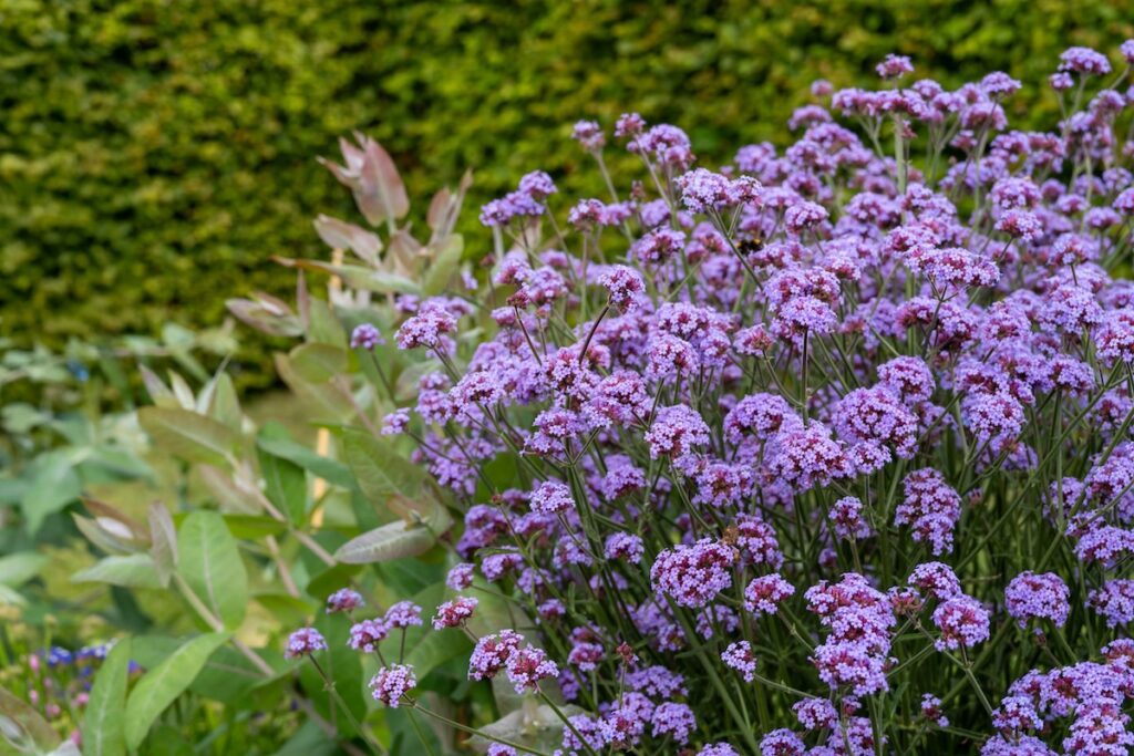 purple verbana bush in landscape