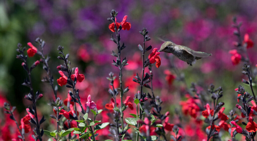 A Salvia Showdown