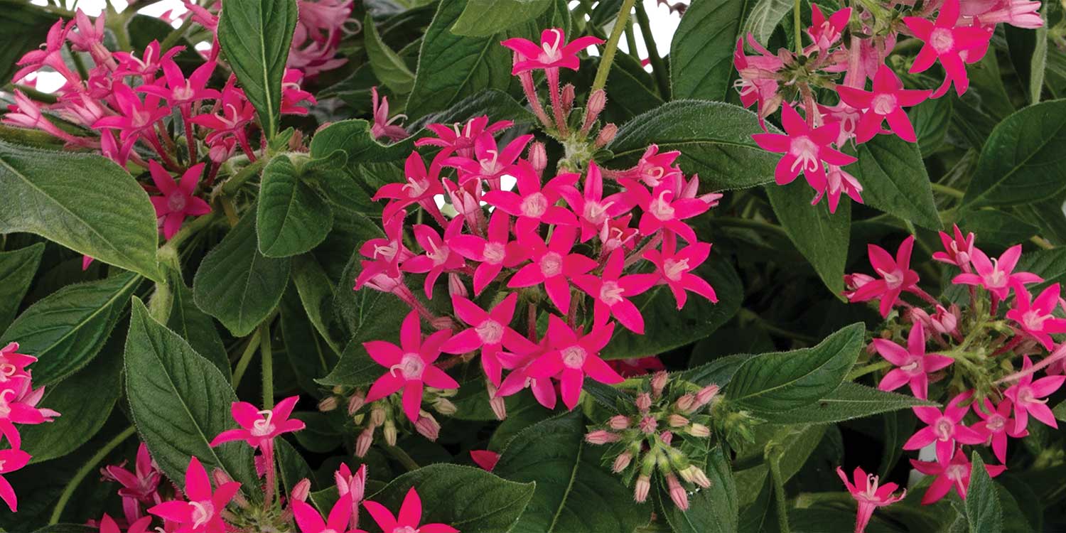 pink pentas flower