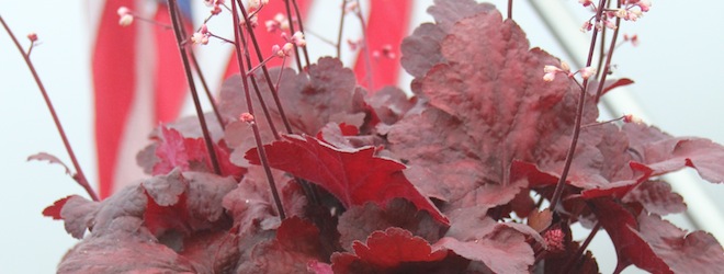 Comparing Heuchera