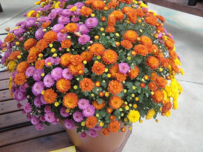 Trends on the Horizon