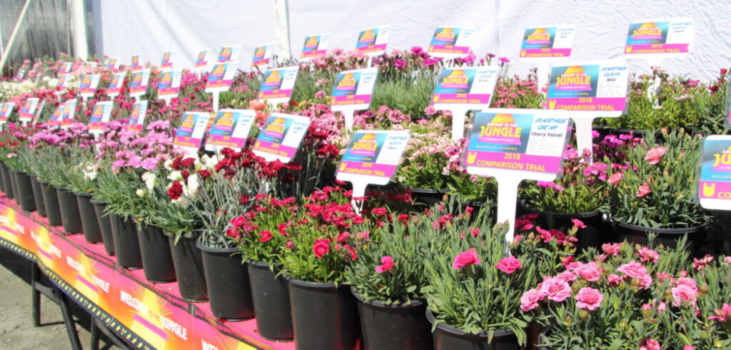 Comparing a Whole Lotta Dianthus