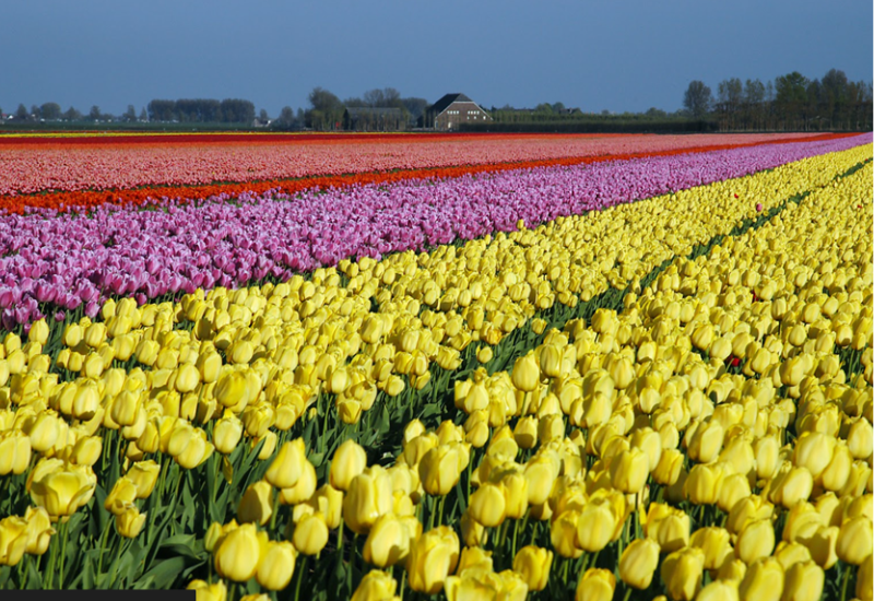 De Vroomen celebrates 100 years of horticulture