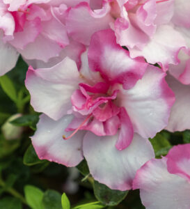 PSDI new var at MANTS Encore_Azalea_Autumn_Kiss