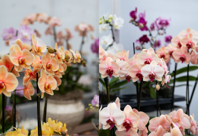Westerlay launches new orchid line