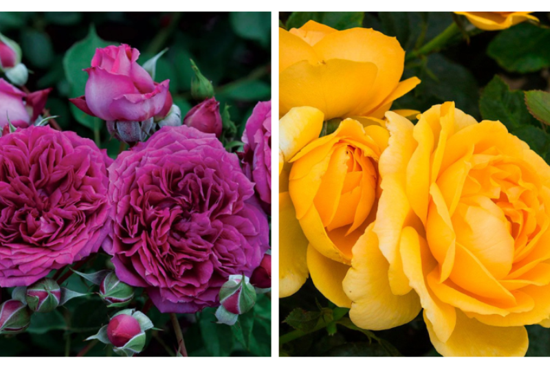 Jackson & Perkins roses are American Garden Rose Selections winners