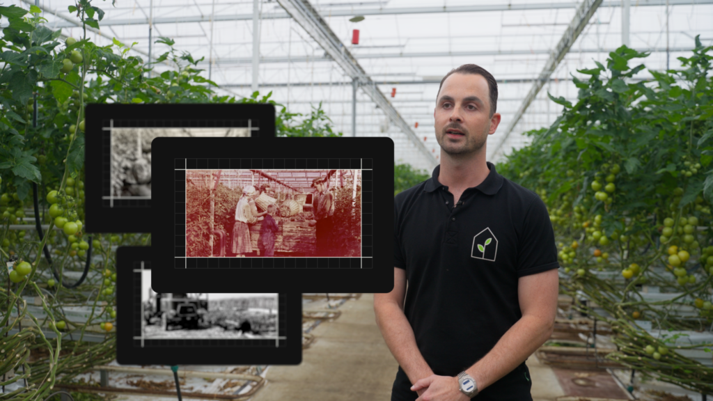 Dutch tomato grower boosts efficiency with AI tools