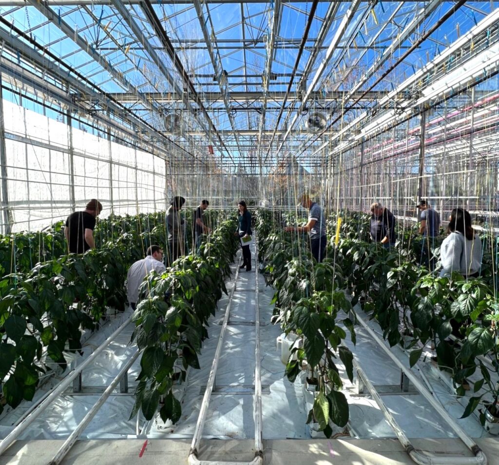 Signify and UBC trial advances year-round pepper yield